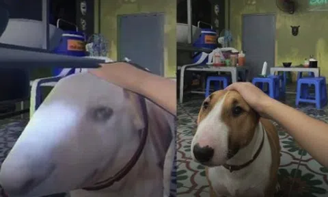 Chú chó nổi như cồn vì giống "Mr.Gold" trong "Brother Hai's Pho Restaurant"