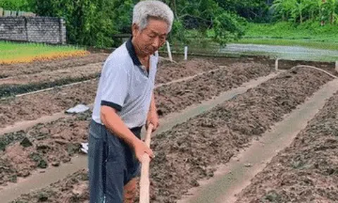 Ngẫu hứng quay video làm ruộng, lão nông U70 khiến người xem da diết nhớ quê
