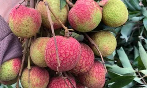 Giá vải thiều gây bất ngờ ngay đầu mùa