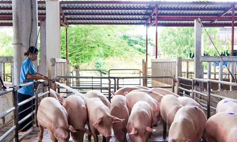Giá lợn hơi giảm mạnh