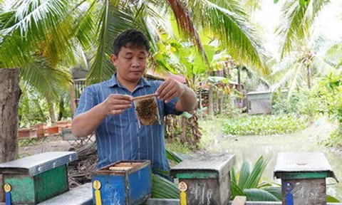 Bỏ nghề IT về quê nuôi ong, chàng trai Cần Thơ kiếm tiền tỷ mỗi năm