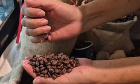 Giá cà phê hôm nay 15-3: Chốt tuần giảm, Robusta thay thế Arabica càng nhiều