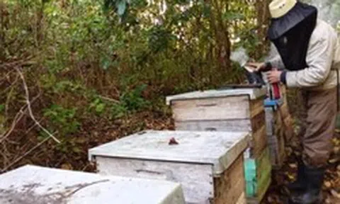 "Vàng ngọt" triệu USD tại Cuba: Xuất khẩu 8.000 tấn ra quốc tế, châu Âu sẵn sàng chi bội tiền