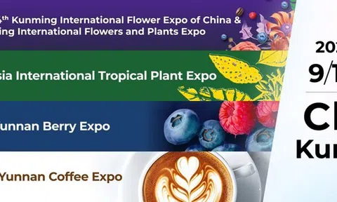 Xuất khẩu hoa của Vân Nam duy trì đà tăng trưởng mạnh mẽ trước thềm IFEX Kunming 2026
