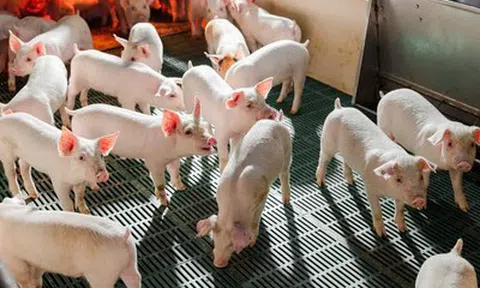 Nông nghiệp Hòa Phát bán hơn 200.000 con heo sau 6 tháng đầu năm