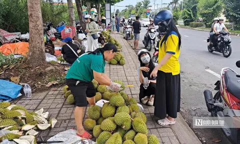 Sầu riêng tại vườn rớt giá, vì sao người tiêu dùng vẫn mua đắt?