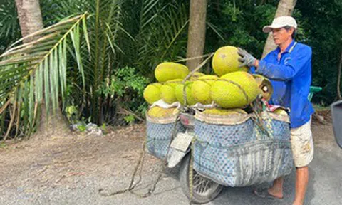 Trái cây lại rơi vào cảnh được mùa mất giá