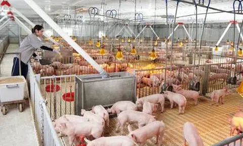 Lợi nhuận quý II/2026 của Dabaco lao dốc