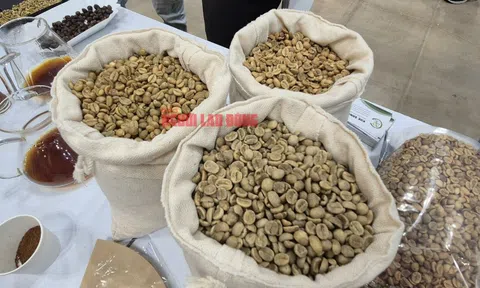 Giá cà phê hôm nay 6-2: Robusta tăng, xuất khẩu bùng nổ gần 1,1 tỉ USD/tháng