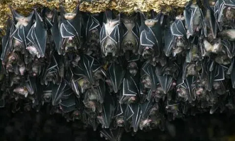 Cảnh báo: Tìm thấy loài dơi mang virus Nipah nhiều nhất ở nơi này – Có người chủ quan thường tới, ngủ lại