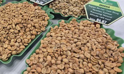 Giá cà phê hôm nay 2-6: Arabica giảm 3 con số