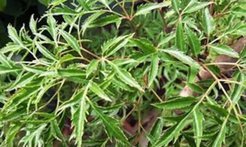Lời khuyên dành cho những gia đình đang trồng cây đinh lăng