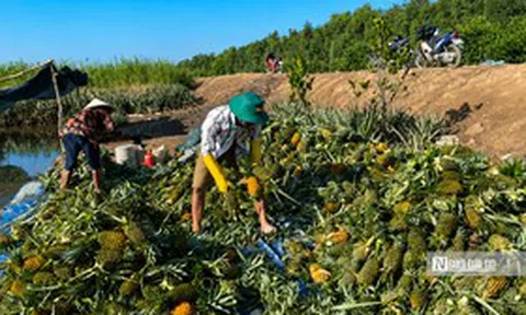 Đồng Tháp: Khóm mất giá, người trồng thấp thỏm