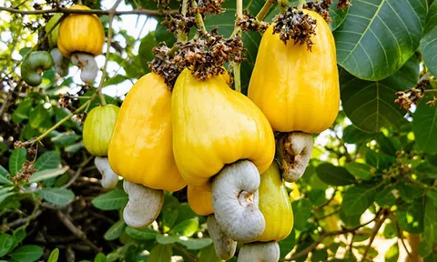 Khơi nguồn giá trị, nâng tầm hạt điều Việt