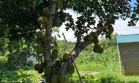 Nhìn hai người đàn ông tóc bạc suýt đánh nhau vì cây mít, tôi mới hiểu có những chuyện không hề cũ đi theo năm tháng
