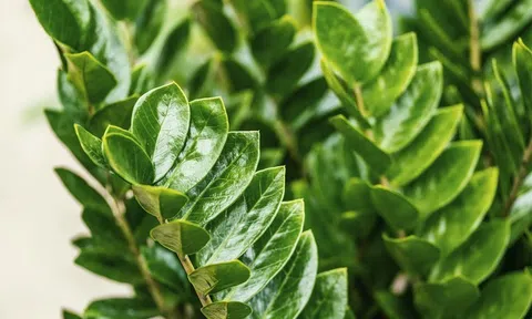 Những cây phong thủy hợp với người tuổi Tuất
