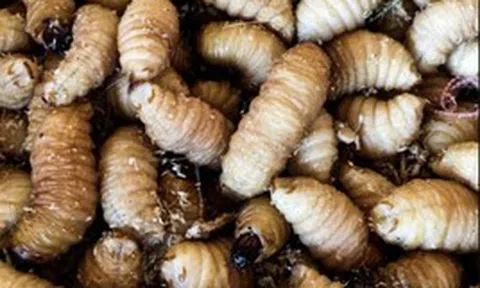 Báo chí quốc tế nói về món ăn "ngọ nguậy" của Việt Nam