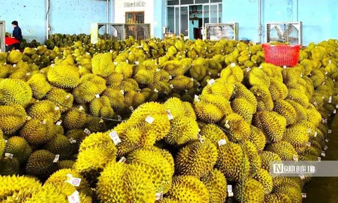 Vì sao doanh nghiệp khẳng định không nhúng thuốc vẫn phát hiện chất vàng ô trong sầu riêng?