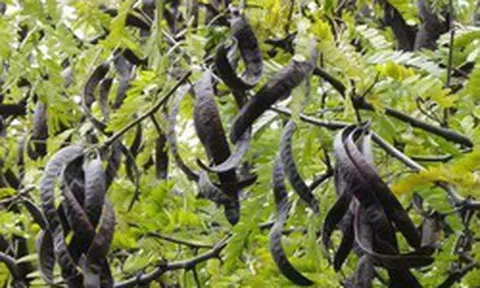 Loại quả 'mọc hoang' của Việt Nam 'khát hàng' tại Trung Quốc, giá hơn 2 triệu đồng/kg