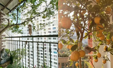 Ban công nhà giàu thường đặt 5 loại cây này để trấn giữ của cải, tiền bạc ở lại lâu hơn