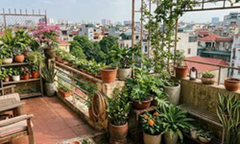 Lời khuyên khi đặt nhiều chậu cây trên ban công, sân thượng
