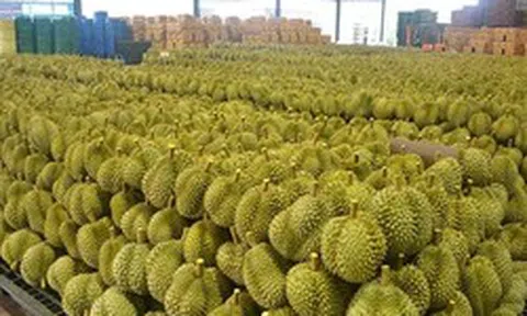 Sở hữu giống sầu riêng ngon nhất thế giới, một đối thủ tại Đông Nam Á liên tiếp đón tin dữ: Thừa nhận đang bị Thái Lan, Việt Nam vượt mặt