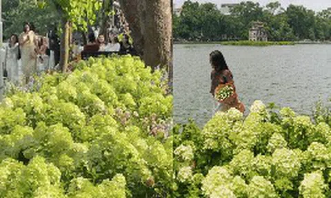 Dịp nghỉ lễ 2/9, Hồ Gươm đẹp như một bức tranh mùa thu: Hoa nở rực rỡ, góc nào cũng đông người check-in