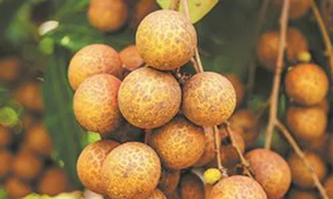 Trung Quốc vừa lập kỳ tích ngành rau quả: Tạo ra giống vải lai nhãn đầu tiên trên thế giới, chuẩn bị cho thu hoạch trong tháng 9