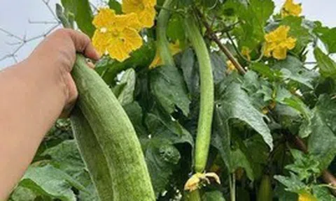 1 thứ trên cây mướp là "báu vật" dưỡng gan, mắt và da nhưng hiếm ai biết!