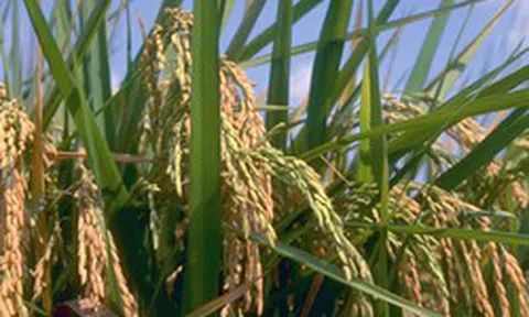 Không phải Philippines, một quốc gia vừa tăng nhập khẩu gạo gấp 3 lần chỉ trong 1 năm, người nông dân gặp áp lực lớn