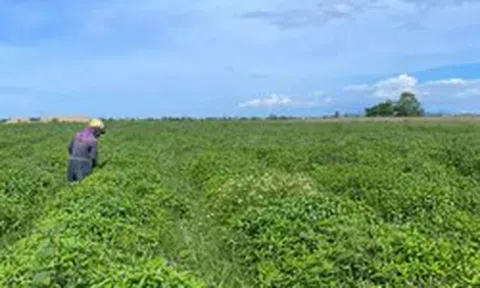 Loài cây càng cắt càng mọc, thu 5-6 lứa/năm