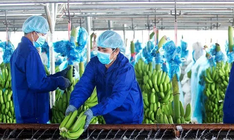 Khoản lỗ 6 tháng của HAGL Agrico "phình" thêm 152 tỷ đồng sau soát xét