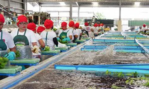 Sau sầu riêng, đến lượt một loại quả quen thuộc của Việt Nam đang lên cơn sốt: Sản xuất 2,3 triệu tấn nhưng không đủ để xuất khẩu, Trung Quốc thu mua toàn bộ