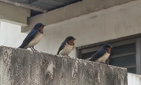 3 loài chim đến nhà báo hiệu phong thủy rất tốt