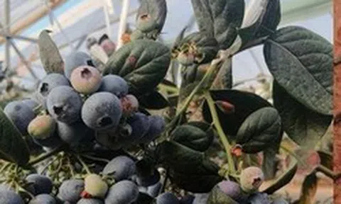 Đắt hơn sầu riêng, Trung Quốc quyết tâm làm giàu với loại trái cây đặc biệt: Nga, Đông Nam Á cực ưa chuộng, Việt Nam cũng đang trồng