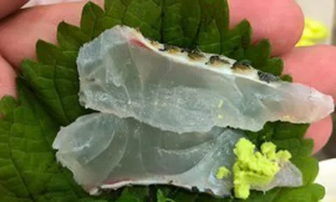 Một loại cá rẻ bèo bán đầy chợ Việt Nam, dinh dưỡng vượt cá hồi, được người Nhật tăng mua để làm sashimi