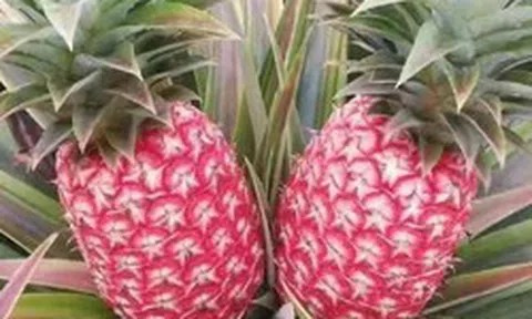 Trung Quốc quyết tâm làm giàu với trái cây quen thuộc của người Việt: Tạo ra giống mới không quốc gia nào có, sẽ xuất khẩu 5 triệu cây giống