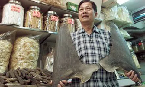 Vì sao vi cá mập lại đắt đến mức thành thước đo sự giàu sang?