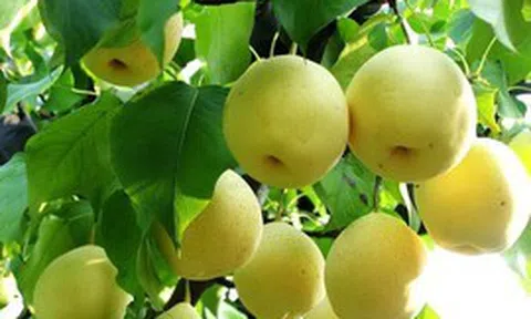 9 loại quả "lọc" mỡ máu tốt bậc nhất đang bán đầy chợ Việt, ăn đều sẽ giảm huyết áp, cholesterol và nguy cơ mắc bệnh tim mạch