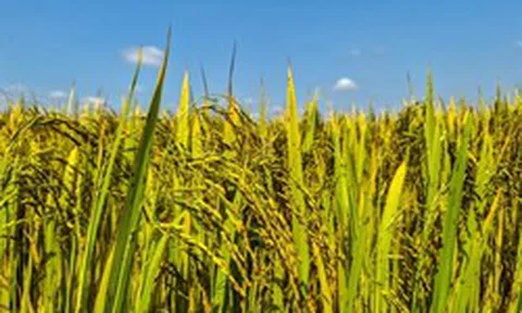 Không phải Thái Lan, xuất hiện một đối thủ mới của gạo Việt Nam: Đặt mục tiêu xuất khẩu 3 triệu tấn gạo, đang bội thu đơn hàng tại Philippines