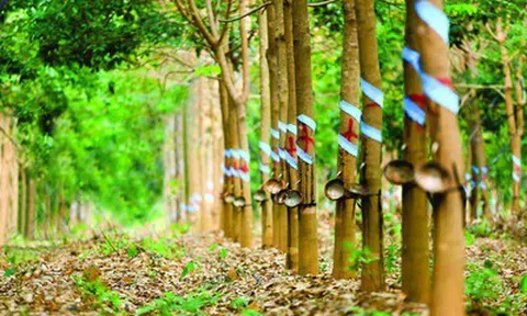 Giá mủ cao su tăng, Cao su Thống Nhất lãi đậm