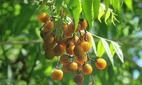 Vì sao Hà Nội cấm trồng loài cây quen thuộc với nhiều người Việt, là dược liệu trong nhiều bài thuốc dân gian?