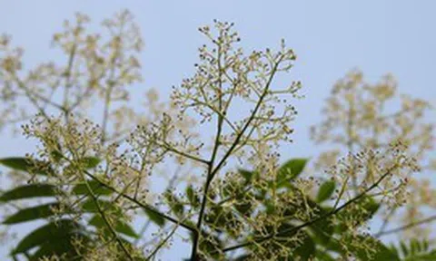 Vì sao Hà Nội cấm trồng loài cây quen thuộc với người Việt, quả chín mang hương thơm, hạt chứa dầu có thể làm xà phòng?