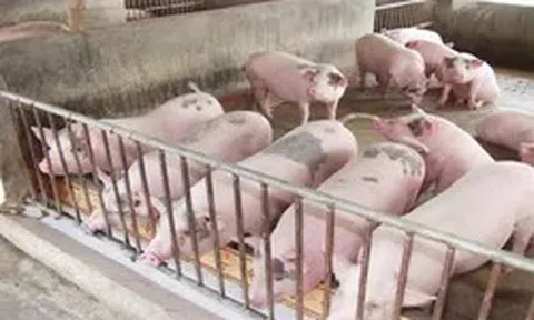 Giá lợn hơi chạm đáy mới