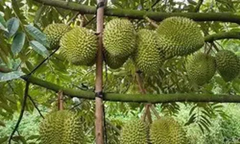 Xuất khẩu rau quả sát mốc 10 tỷ USD