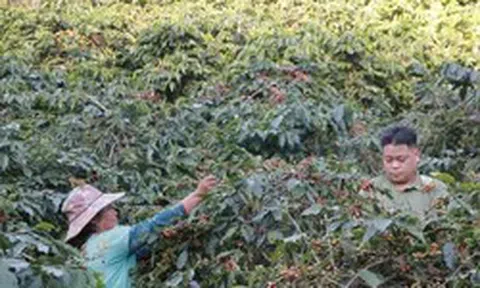 Cà phê Arabica của Sơn La sẽ lên sàn đấu giá tại Hawaii, Mỹ